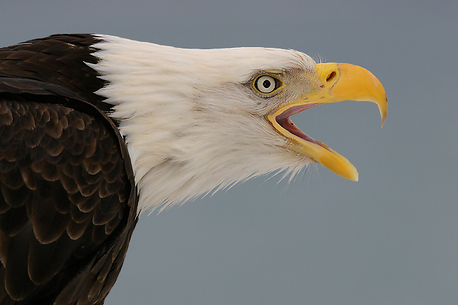 American Bald Eagle