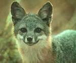 Santa Catalina Island Fox