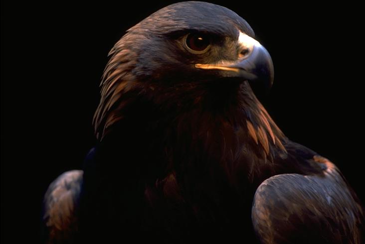 Golden Eagle